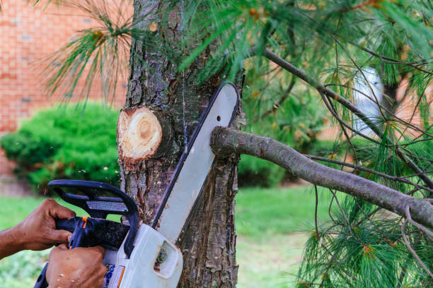 Tree Service Company in Cumming, GA